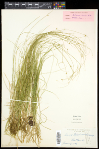 Carex trisperma image