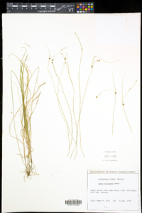 Carex trisperma image