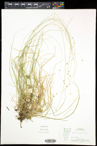 Carex trisperma image