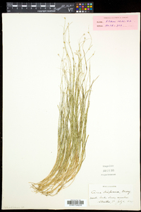 Carex trisperma image