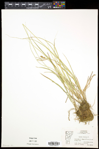 Carex tincta image