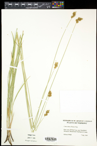 Carex tincta image