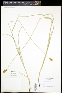 Carex tincta image