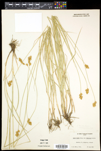 Carex tincta image