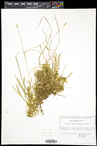 Carex vaginata image