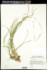 Carex vaginata image