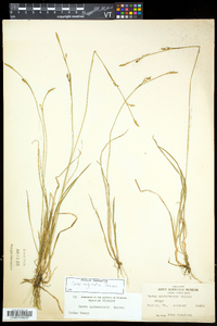 Carex vaginata image