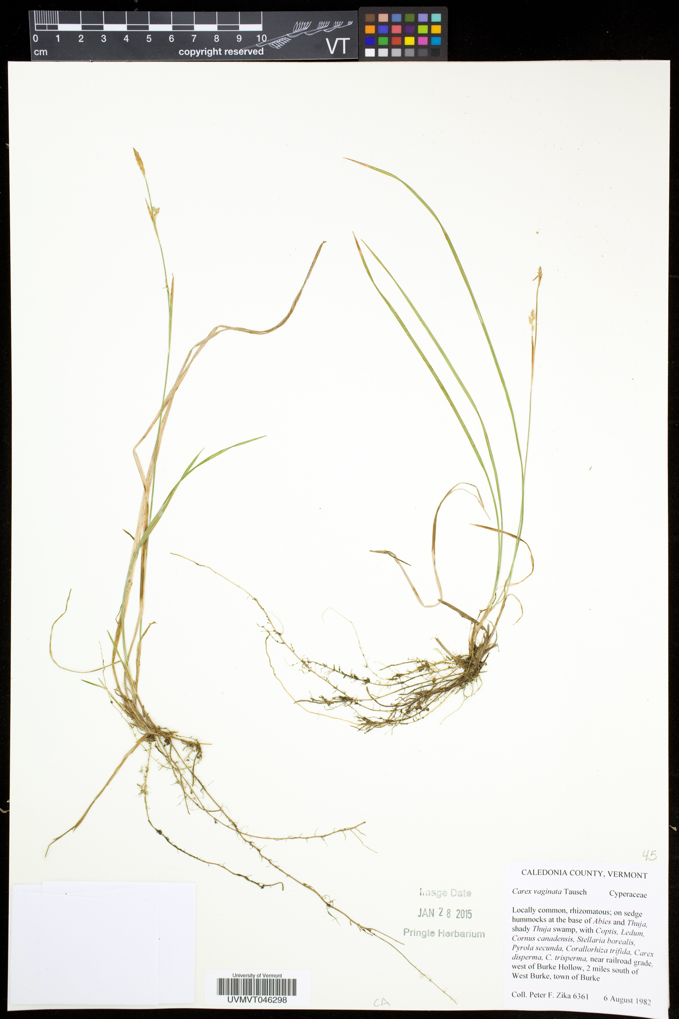 Carex vaginata image