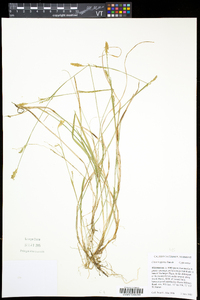 Carex vaginata image