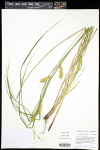 Carex tuckermanii image