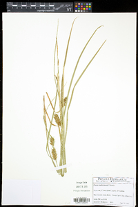 Carex tuckermanii image