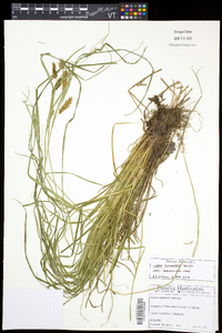 Carex tuckermanii image