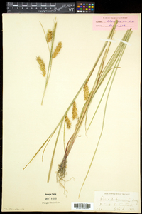 Carex tuckermanii image