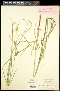 Carex tuckermanii image