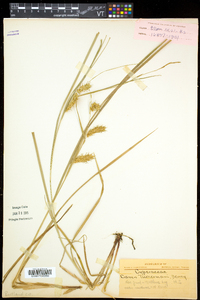 Carex tuckermanii image