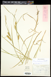 Carex tuckermanii image