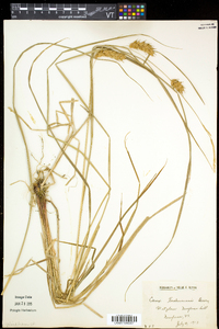 Carex tuckermanii image