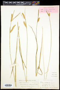 Carex vesicaria image