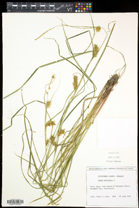 Carex vesicaria image