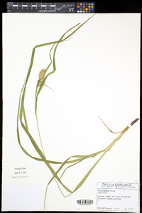 Carex typhina image