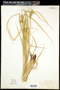 Carex typhina image