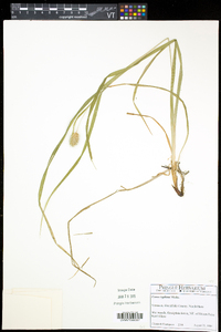 Carex typhina image