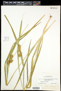 Carex typhina image