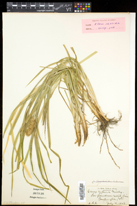 Carex typhina image