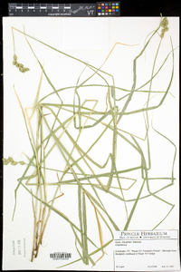 Carex tribuloides var. tribuloides image