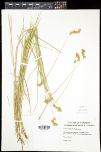 Carex tribuloides var. tribuloides image