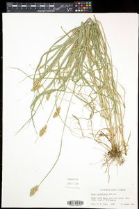 Carex tribuloides var. tribuloides image