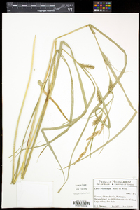 Carex trichocarpa image