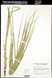 Carex trichocarpa image