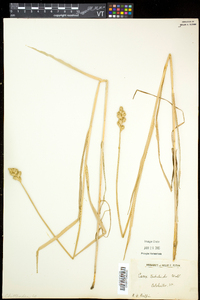 Carex tribuloides var. tribuloides image