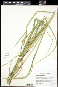 Carex trichocarpa image