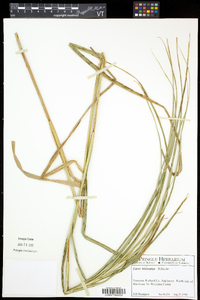 Carex trichocarpa image