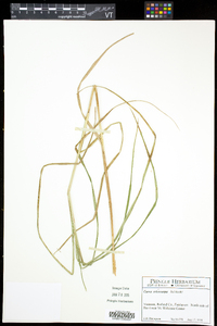 Carex trichocarpa image