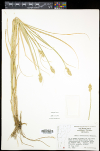 Carex tribuloides var. tribuloides image