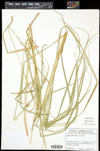 Carex trichocarpa image