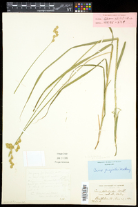 Carex tribuloides var. tribuloides image