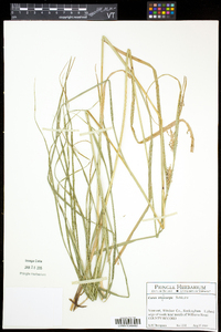 Carex trichocarpa image