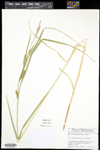 Carex trichocarpa image