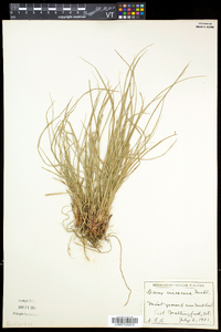 Carex virescens image