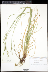 Carex virescens image