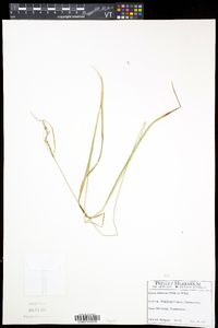 Carex virescens image