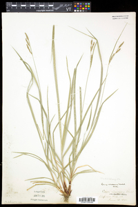 Carex virescens image