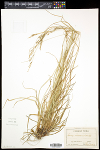 Carex virescens image