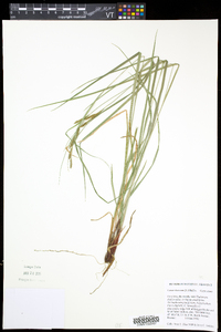 Carex virescens image