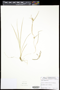 Carex viridula image
