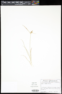 Carex viridula image